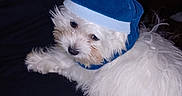 Coco is registered to the contest to win money with this photo: dog, white_dog, fluffy, hat, blue_hat, pom_pom, pet, indoor, curious, lying_down, small_dog, fur, animal, cute, cozy, dark_background, domestic_animal, portrait, companion, friend