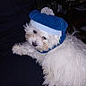 dog, white_dog, fluffy, hat, blue_hat, pom_pom, pet, indoor, curious, lying_down, small_dog, fur, animal, cute, cozy, dark_background, domestic_animal, portrait, companion, friend