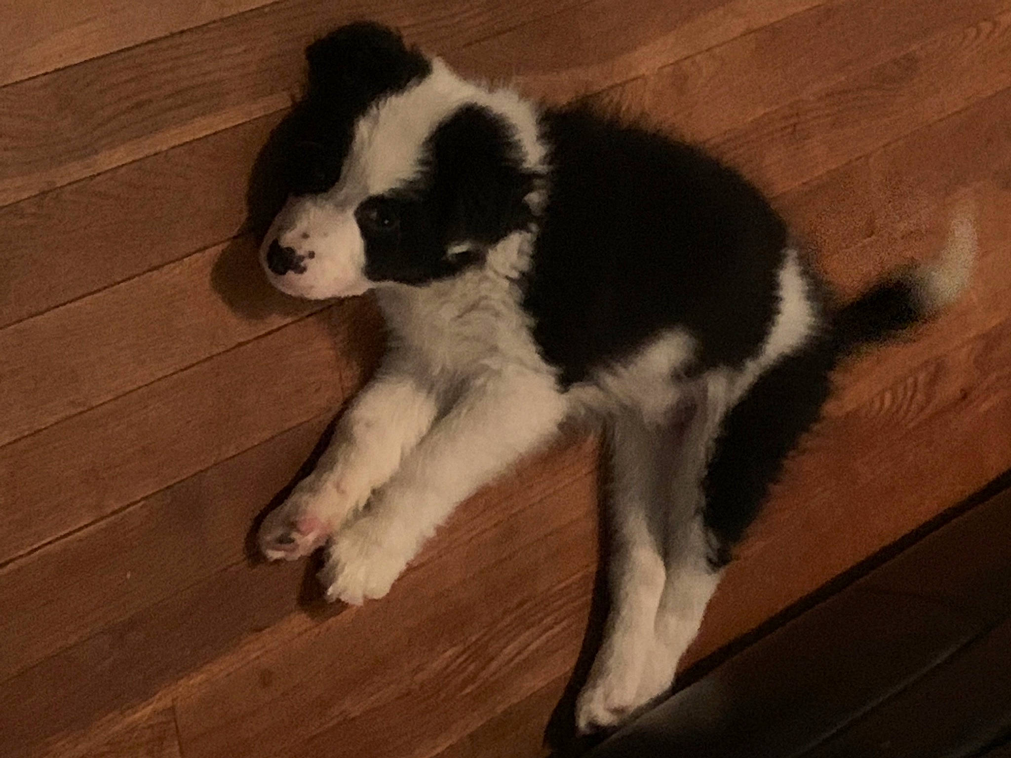 Nacho is registered to the contest to win money with this photo: bored, canidae, carnivore, companion_dog, dog, dog_breed, flooring, fur, hardwood, snout, sporting_group, tail, terrestrial_animal, wood, wood_flooring, working_dog