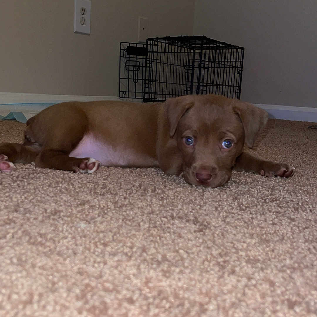 Nova B. is registered to the contest to win money with this photo: animal, architecture, beagle, building, bulldog, canine, couch, den, dog, doghouse, furniture, hound, indoors, labradorretriever, livingroom, pet, pitbull, pointer, puppy, wood