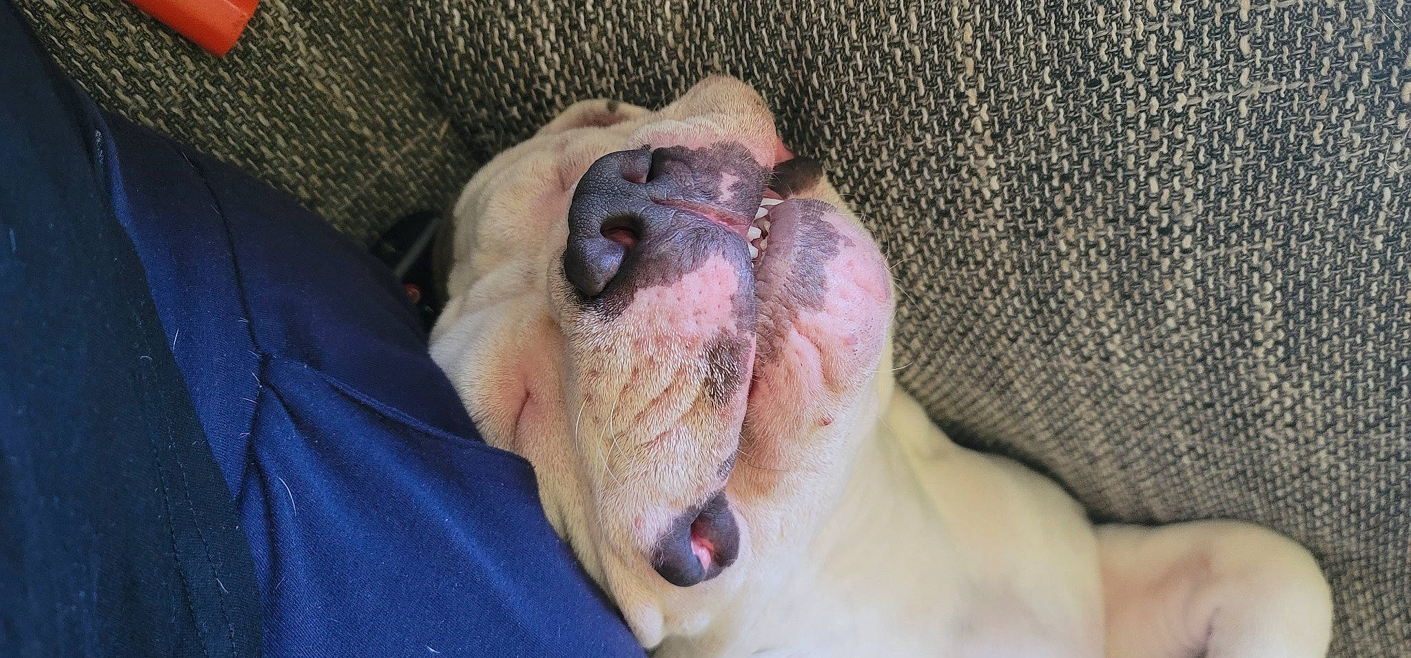 Laïko participe au concours pour gagner de l'argent avec cette photo : canidae, carnivore, collar, comfort, companion_dog, dog, dog_breed, fang, fawn, guard_dog, liver, paw, pet_supply, snout, sporting_group, terrestrial_animal, whiskers, working_animal, wrinkle, yawn