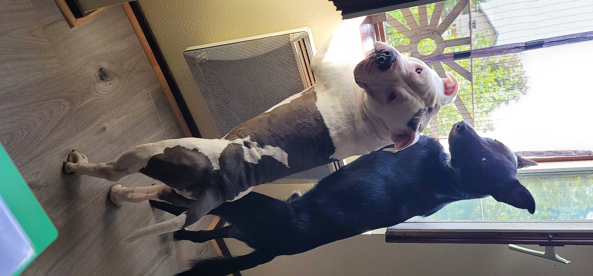 Laïko participe au concours pour gagner de l'argent avec cette photo : animation, art, comfort, companion_dog, eyewear, fawn, fictional_character, fun, fur, room, selfie, stuffed_toy, toy, visual_arts, window