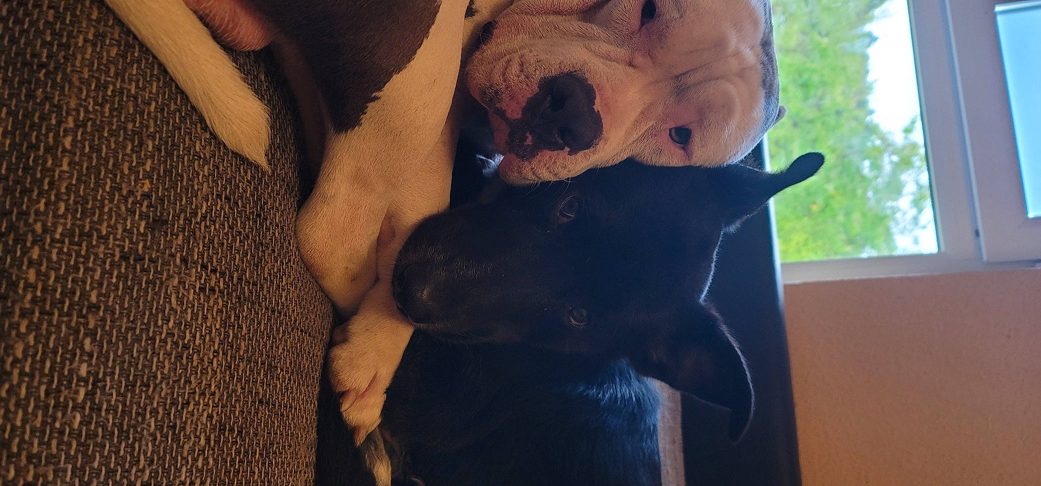 Laïko participe au concours pour gagner de l'argent avec cette photo : canidae, carnivore, comfort, companion_dog, dog, dog_breed, ear, fawn, fur, gesture, jaw, mammal, selfie, snout, sporting_group, tail, terrestrial_animal, whiskers, working_animal, wrinkle