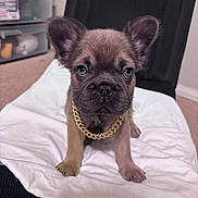Ace is registered to the contest to win money with this photo: animal, blue_eyes, brown_fur, chair, closeup, collar, cushion, dog, french_bulldog, furniture, gold_chain, home, indoors, large_ears, pet, portrait, puppy, short_snout, sitting, white_blanket
