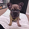 animal, blue_eyes, brown_fur, chair, closeup, collar, cushion, dog, french_bulldog, furniture, gold_chain, home, indoors, large_ears, pet, portrait, puppy, short_snout, sitting, white_blanket
