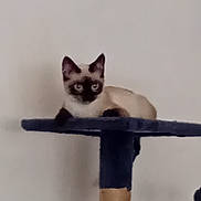 Ayrton participe au concours pour gagner de l'argent avec cette photo : cat, siamese_cat, pet, animal, indoor, feline, resting, cat_tree, blue, curious, looking, fur, ears, whiskers, young_cat, domestic_cat, creature, mammal, sitting, home