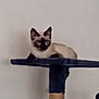 cat, siamese_cat, pet, animal, indoor, feline, resting, cat_tree, blue, curious, looking, fur, ears, whiskers, young_cat, domestic_cat, creature, mammal, sitting, home