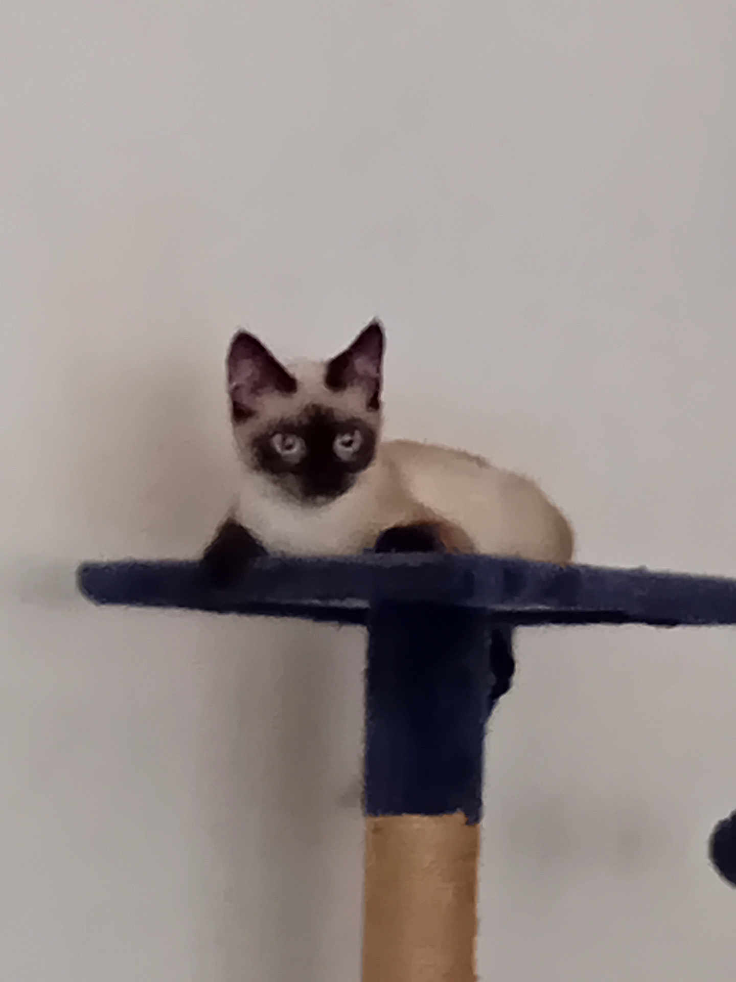 Ayrton participe au concours pour gagner de l'argent avec cette photo : cat, siamese_cat, pet, animal, indoor, feline, resting, cat_tree, blue, curious, looking, fur, ears, whiskers, young_cat, domestic_cat, creature, mammal, sitting, home