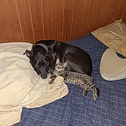 Boomer joined the competition — help win amazing prizes! animal, bed, blanket, canine, cat, companion, cozy, cute, dog, domestic, feline, friendship, indoor, pet, quilt, relaxation, resting, sleepy, snuggling, wooden_wall