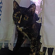 Ginger participe au concours pour gagner de l'argent avec cette photo : cat, tortoiseshell, curious, window, curtains, tassels, indoor, pet, animal, feline, whiskers, ears, face, eyes, paws, fur, looking, standing, domestic, windowsill