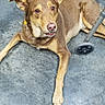 brown_dog, canine, collar, concrete_floor, dog, dog_tag, ear, eyes, human_leg, indoor, looking_up, lying_down, nose, paw, pet, portrait, resting, shoe, walker, wheel
