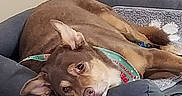 Charlie joined the competition — help win amazing prizes! bandana, bed, blanket, brown_coat, canine, cozy, dog, ears, eyes, furniture, household, indoor, nose, pet, portrait, relaxed, resting, sleepy, tile_floor, wall_outlet