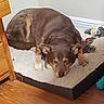 Charlie is registered to the contest to win money with this photo: baseboard, brown_fur, chew_toy, closed_eyes, corner, cozy, dog, dog_bed, hardwood_floor, indoor, nose, paw, pet, plush_bed, resting, rope_toy, sleeping_dog, tan_markings, wall, wooden_drawer