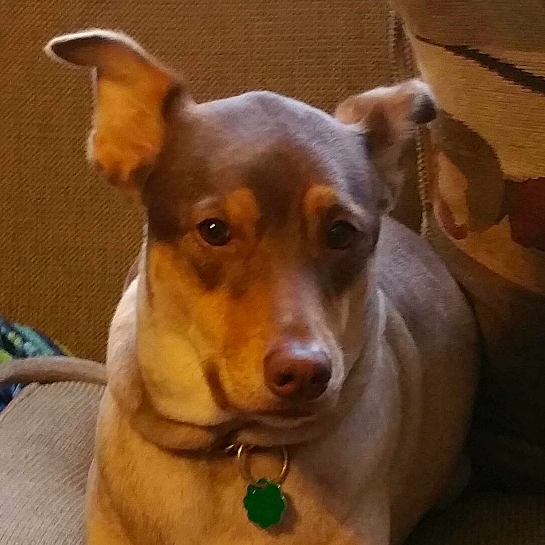 Charlie is registered to the contest to win money with this photo: dog, pet, canine, portrait, close_up, couch, indoor, collar, tag, ears, eyes, nose, fur, brown, sitting, home, cushion, relaxed, domestic_animal, looking_at_camera