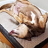 Charlie joined the competition — help win amazing prizes! bedroom, belly_up, canine, closeup, collar, corner, cozy, dog, dog_bed, fur, hardwood_floor, indoor, mammal, paws, pet, playful, relaxed, resting, sleeping, tongue