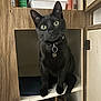 black_cat, cat, pet, indoor, wooden_cabinet, collar, tag, curious, wide_eyes, feline, sitting, shelf, household_items, bag, close_up, domestic_cat, fur, animal, cute, alert