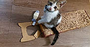 Buddy is registered to the contest to win money with this photo: kitten, cat, toy, scratch_pad, floor, wooden_floor, pet, indoor, curious, small, white, brown, black, sitting, looking_up, collar, bell, playful, cute, animal
