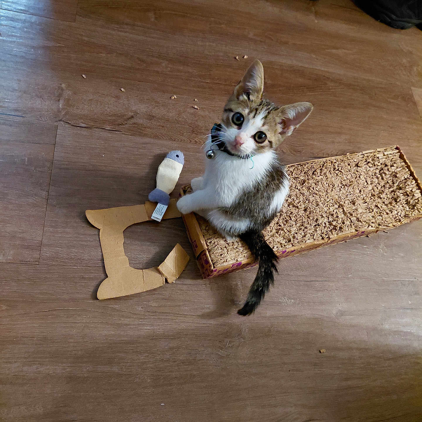 Buddy is registered to the contest to win money with this photo: kitten, cat, toy, scratch_pad, floor, wooden_floor, pet, indoor, curious, small, white, brown, black, sitting, looking_up, collar, bell, playful, cute, animal