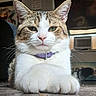 Buddy joined the competition — help win amazing prizes! cat, feline, pet, indoor, relaxed, closeup, whiskers, fur, paws, collar, animal, cute, portrait, domestic, resting, tabby, eyes, face, home, mammal