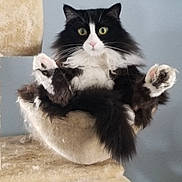 Sable joined the competition — help win amazing prizes! cat, tuxedo_cat, fluffy, green_eyes, paws, cat_tree, hammock, indoor, pet, fur, whiskers, surprised, looking_at_camera, portrait, vertical_orientation, cute, furniture, scratching_post, cozy, black_and_white