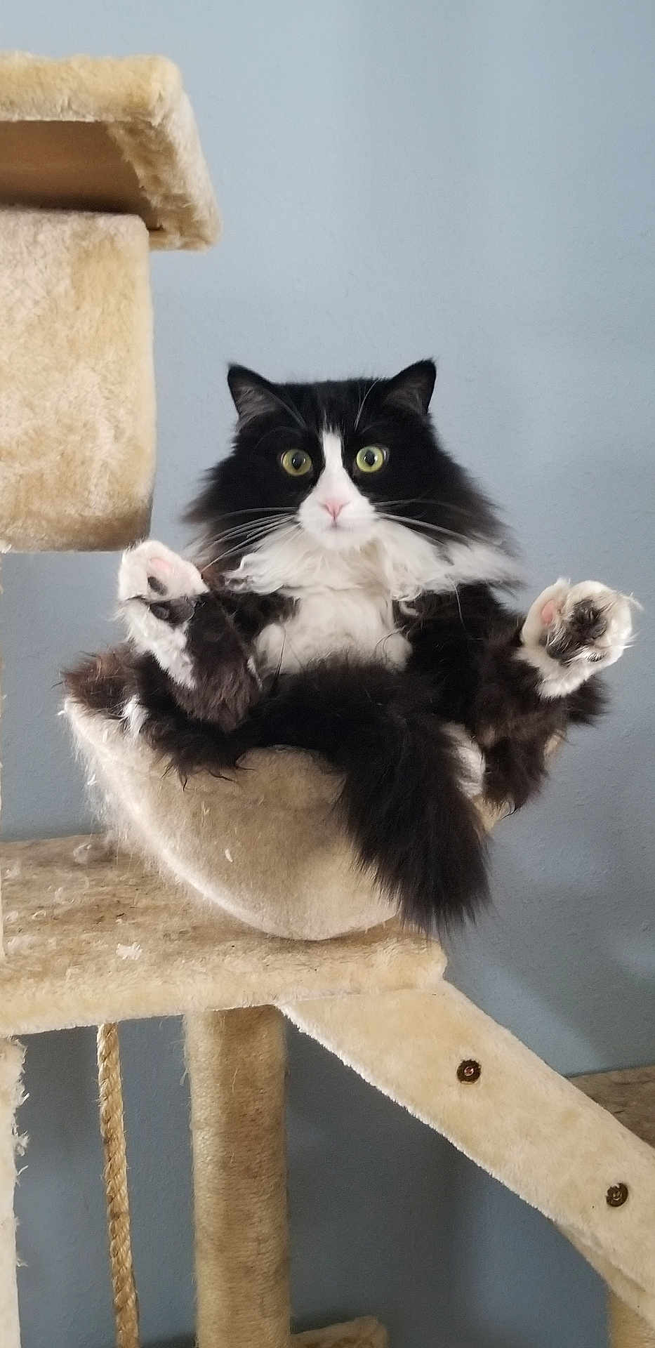 Sable joined the competition — help win amazing prizes! cat, tuxedo_cat, fluffy, green_eyes, paws, cat_tree, hammock, indoor, pet, fur, whiskers, surprised, looking_at_camera, portrait, vertical_orientation, cute, furniture, scratching_post, cozy, black_and_white