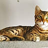cat, tabby, feline, pet, animal, portrait, lying_down, lounging, striped_fur, green_eyes, whiskers, ears, paws, indoor, carpet, curtain, sunlight, relaxed, close_up, cute