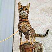 Rajah a rejoint le concours — aidez-le/la à gagner de superbes lots ! cat, bengal_cat, pet, animal, feline, striped_fur, spotted_fur, green_eyes, whiskers, ears, tail, orange_leash, stump, tree, outdoor, standing, portrait, close_up, wood, funny_pose