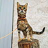 cat, bengal_cat, pet, animal, feline, striped_fur, spotted_fur, green_eyes, whiskers, ears, tail, orange_leash, stump, tree, outdoor, standing, portrait, close_up, wood, funny_pose