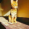 cat, bengal_cat, pet, animal, sitting, indoors, sunlight, golden_light, striped_fur, green_eyes, whiskers, ears, portrait, rug, carpet, wooden_wall, shadow, warm_colors, home, feline