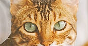 Rajah a rejoint le concours — aidez-le/la à gagner de superbes lots ! cat, tabby, feline, pet, animal, portrait, close_up, green_eyes, whiskers, ears, striped_fur, orange_fur, brown_fur, white_chin, face, head, indoors, soft_lighting, looking_at_camera, photography