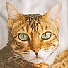 cat, tabby, feline, pet, animal, portrait, close_up, green_eyes, whiskers, ears, striped_fur, orange_fur, brown_fur, white_chin, face, head, indoors, soft_lighting, looking_at_camera, photography