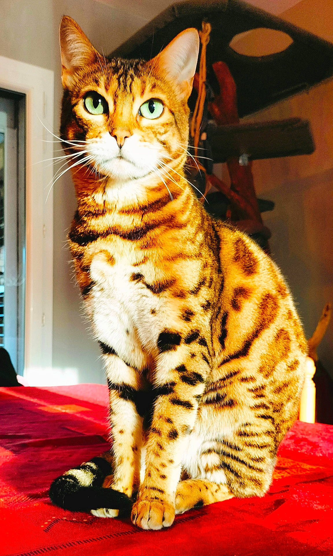 Rajah