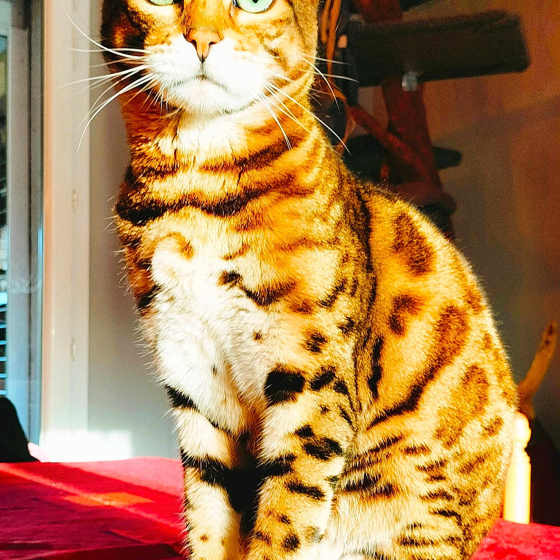 Rajah