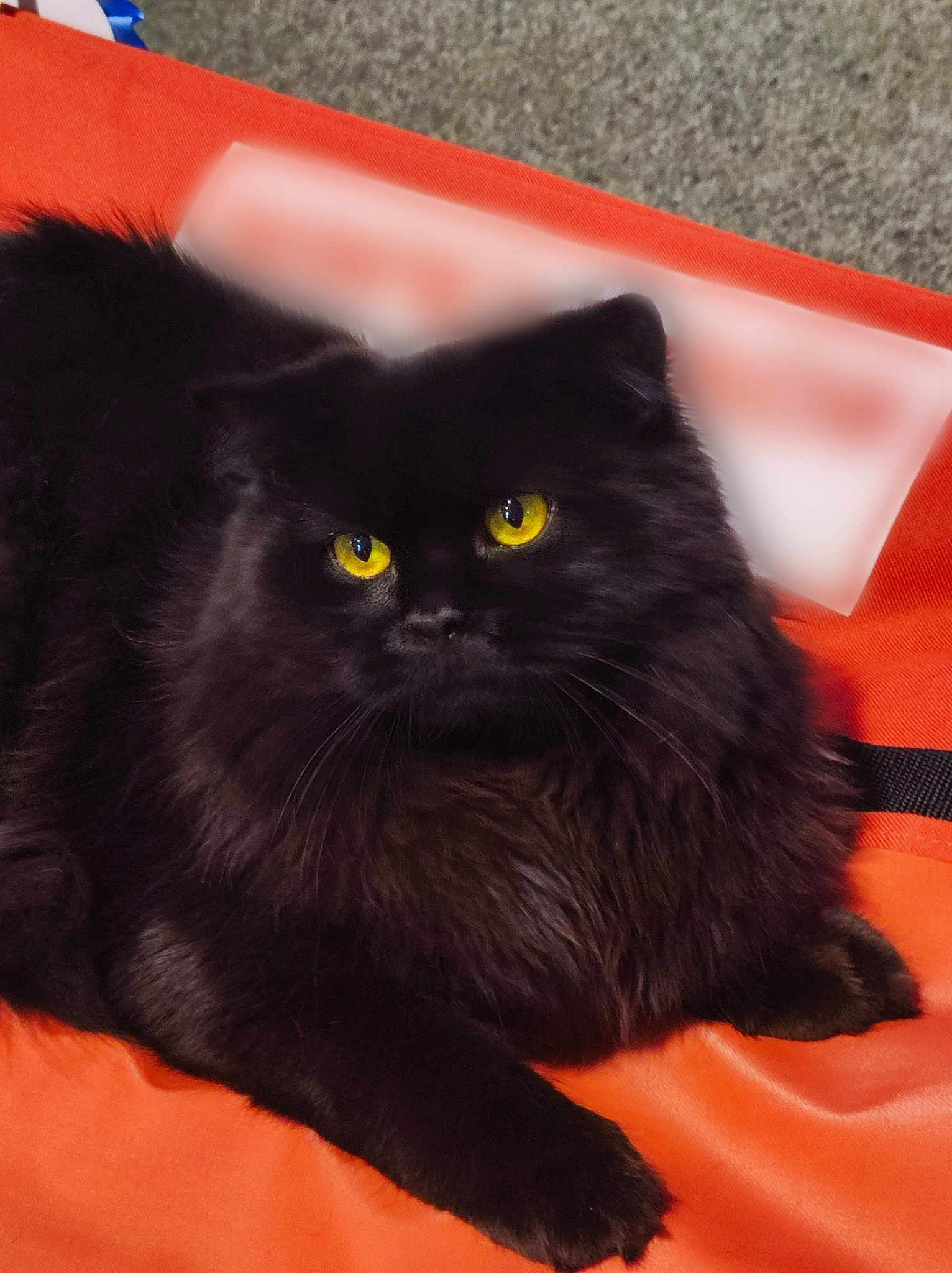 Simba De Love Of British