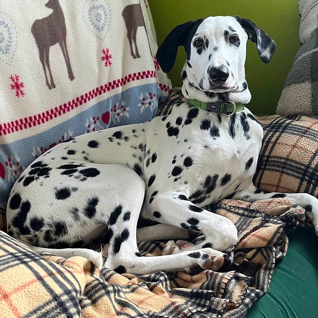 Molly participe au concours pour gagner de l'argent avec cette photo : animal, blanket, canine, collar, comfort, couch, cozy, dalmatian, dog, domestic, ears, fur, furniture, indoor, laying, pattern, pet, plaid, resting, spots