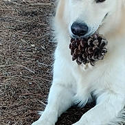 Naïs participe au concours pour gagner de l'argent avec cette photo : dog, white_dog, pine_cone, outdoor, nature, pine_needles, animal, pet, fur, muzzle, paw, lying_down, curious, close_up, canine, forest_floor, wildlife, cute, playful, companion