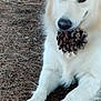 dog, white_dog, pine_cone, outdoor, nature, pine_needles, animal, pet, fur, muzzle, paw, lying_down, curious, close_up, canine, forest_floor, wildlife, cute, playful, companion