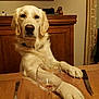Naïs a rejoint le concours — aidez-le/la à gagner de superbes lots ! dog, golden_retriever, dining_table, wine_glass, fork, knife, wooden_table, indoor, pet, animal, furniture, home, curtains, cabinet, decor, tableware, paws, portrait, looking_at_camera, calm