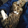 Honey joined the competition — help win amazing prizes! cat, cats, tabby, kitten, animal, pet, feline, cuddling, sleeping, lying_down, blue_blanket, fur, whiskers, paws, striped, indoor, cozy, closeup, playful, portrait