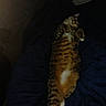 Honey is registered to the contest to win money with this photo: cat, tabby_cat, pet, animal, feline, belly_up, lying_down, sleeping, relaxed, striped_fur, orange_fur, white_belly, paws, tail, whiskers, blanket, bed, indoors, low_light, cozy