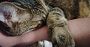 Honey is registered to the contest to win money with this photo: cat, tabby, sleeping, paw, paws, white_paws, fur, whiskers, domestic_cat, pet, animal, close_up, cuddling, relaxed, cozy, striped, brown, pink_skin, arm, indoor