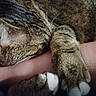 cat, tabby, sleeping, paw, paws, white_paws, fur, whiskers, domestic_cat, pet, animal, close_up, cuddling, relaxed, cozy, striped, brown, pink_skin, arm, indoor