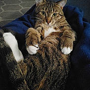 Honey is registered to the contest to win money with this photo: cat, cats, tabby, feline, pet, animal, white_paws, striped_fur, green_eyes, whiskers, pointed_ears, sitting, lying_down, cozy, blanket, indoor, portrait, close_up, blue_background, funny_pose