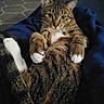 cat, cats, tabby, feline, pet, animal, white_paws, striped_fur, green_eyes, whiskers, pointed_ears, sitting, lying_down, cozy, blanket, indoor, portrait, close_up, blue_background, funny_pose