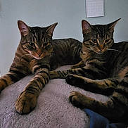 Nala And Simba-Twins is registered to the contest to win money with this photo: cat, tabby, animal, pet, feline, indoor, resting, blanket, fur, whiskers, ears, paw, relaxing, domestic, cute, companion, two_cats, striped, sleepy, cozy