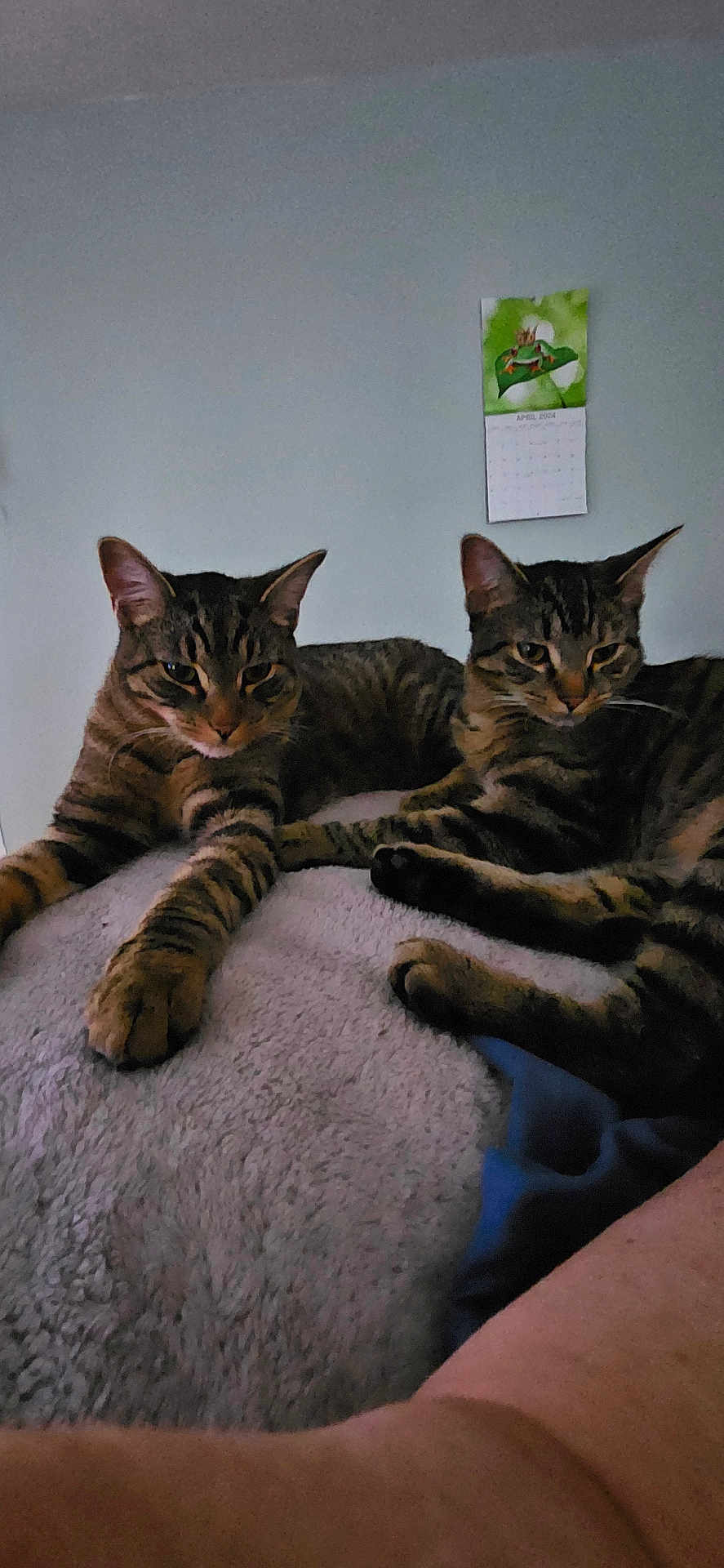 Nala And Simba-Twins is registered to the contest to win money with this photo: cat, tabby, animal, pet, feline, indoor, resting, blanket, fur, whiskers, ears, paw, relaxing, domestic, cute, companion, two_cats, striped, sleepy, cozy