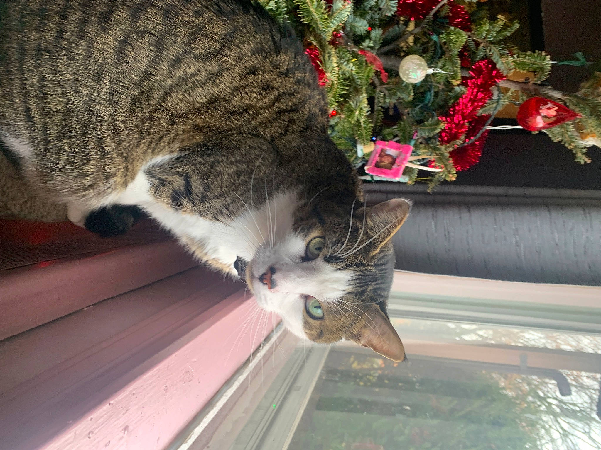 Atticus Finch joined the competition — help win amazing prizes! carnivore, cat, claw, domestic_short_haired_cat, felidae, fur, grass, paw, plant, small_to_medium_sized_cats, snout, tail, terrestrial_animal, tree, whiskers