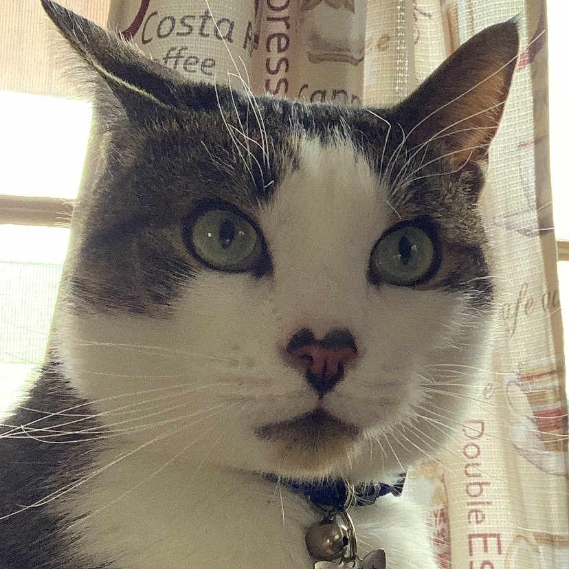 Atticus Finch is registered to the contest to win money with this photo: carnivore, cat, cat_supply, domestic_short_haired_cat, eye, eyelash, felidae, fur, head, iris, paw, pet_supply, photo_caption, small_to_medium_sized_cats, snout, terrestrial_animal, whiskers, window