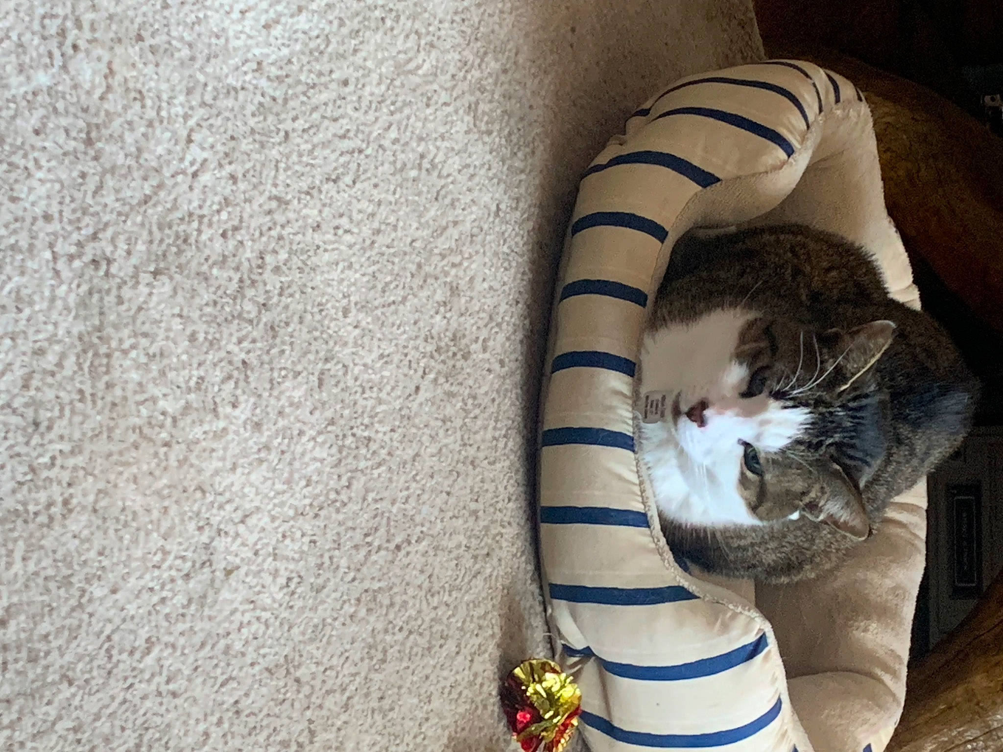 Atticus Finch joined the competition — help win amazing prizes! carnivore, cat, cat_bed, cat_supply, comfort, domestic_short_haired_cat, fawn, felidae, fur, grey, linens, nap, pattern, paw, small_to_medium_sized_cats, snout, tail, terrestrial_animal, whiskers, wood