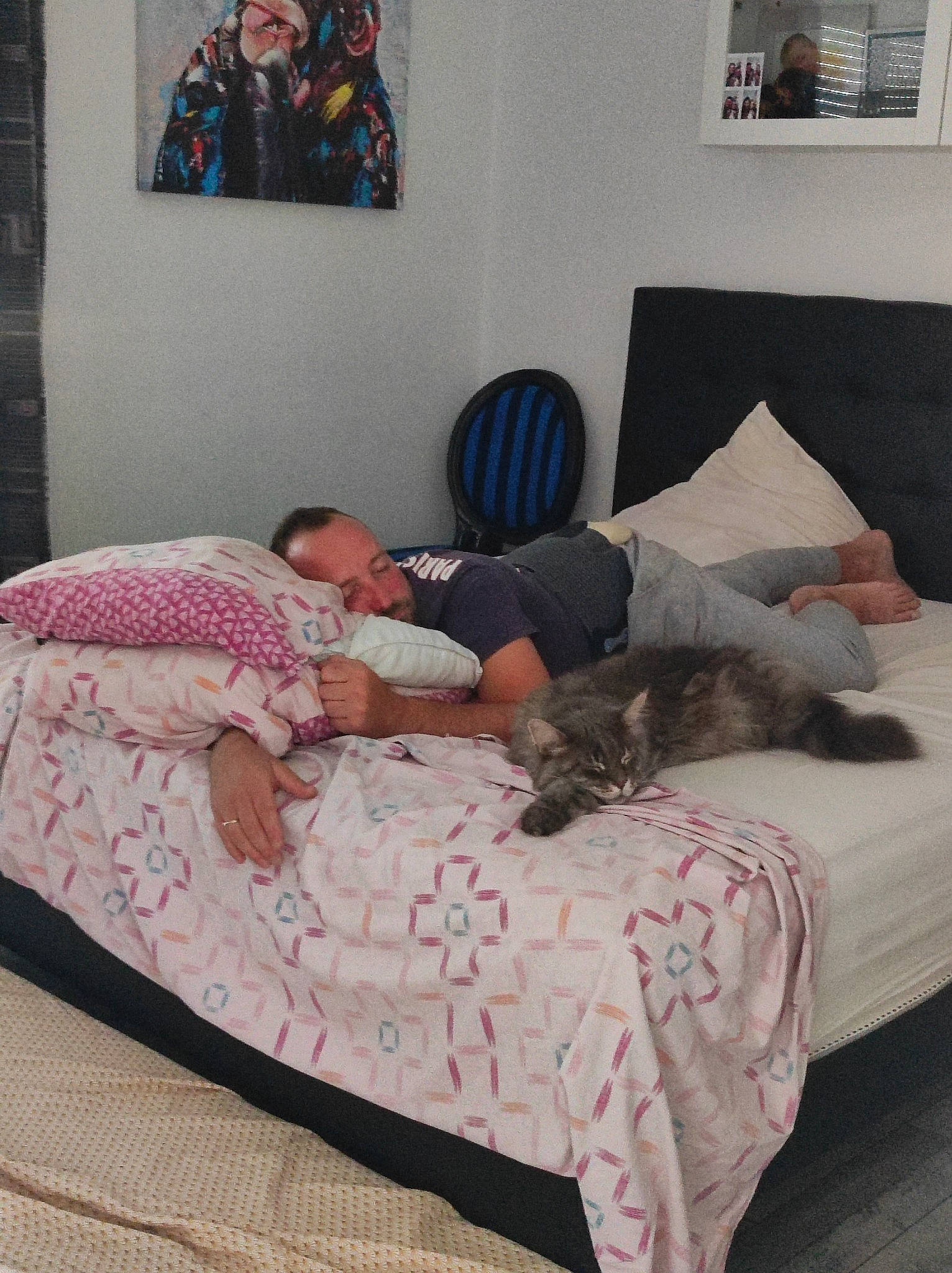 Neptune a rejoint le concours — aidez-le/la à gagner de superbes lots ! bed, bed_frame, bed_sheet, bedding, bedroom, carnivore, cat, comfort, felidae, floor, flooring, furniture, grey, hardwood, linens, picture_frame, pillow, small_to_medium_sized_cats, textile, whiskers